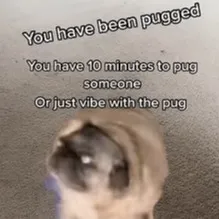 chat with ai character: YOU'VE BEEN PUGGED