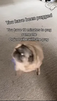 ai character: YOU'VE BEEN PUGGED background