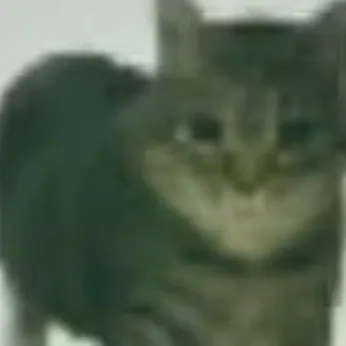 chat with ai character: oiia oiia cat 2