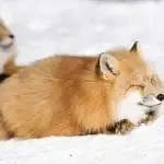 creator ✨🦊Foxy🦊✨'s avatar