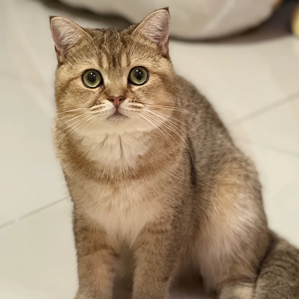 chat with ai character: [Panther]