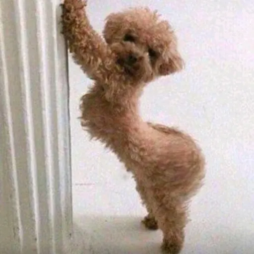 creator bitch _mama's avatar