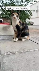 ai character: funny cat background