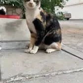 chat with ai character: funny cat