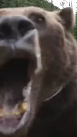 ai character: Bear background