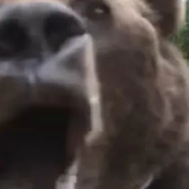 chat with ai character: Bear