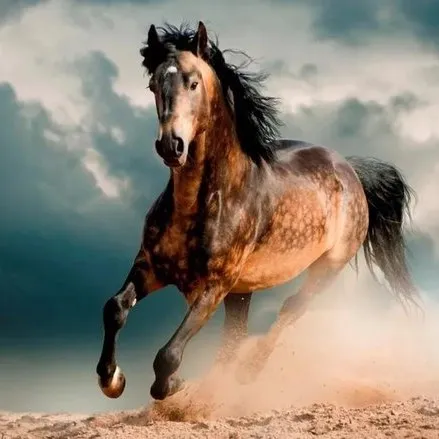 creator meisje123's avatar