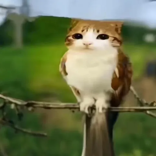 creator Meowl01's avatar