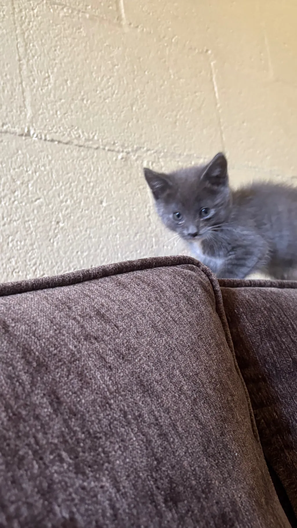 ai character: Kitty cat background