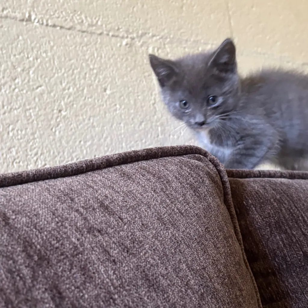 chat with ai character: Kitty cat