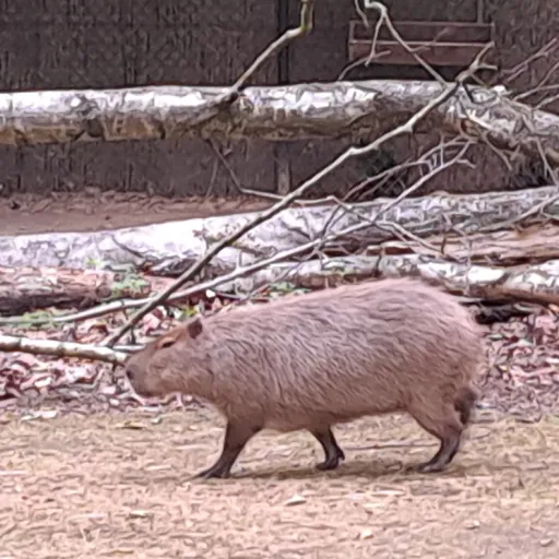 creator -....-..----......'s avatar