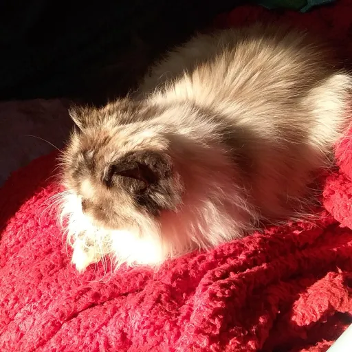 creator Lincoln Mina's avatar