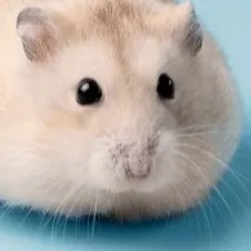 creator Bear_56's avatar