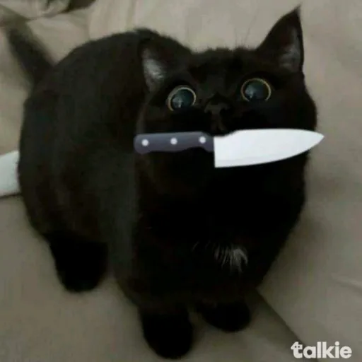 creator crazy kitty!'s avatar