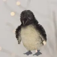 creator MYFAVISPENGUIN's avatar