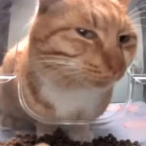 creator 🥀🐱Lmao_cat🌈🪐's avatar