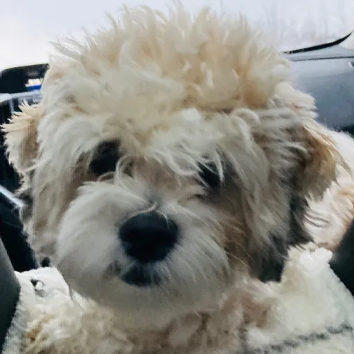 creator TheCheeseGoblin's avatar