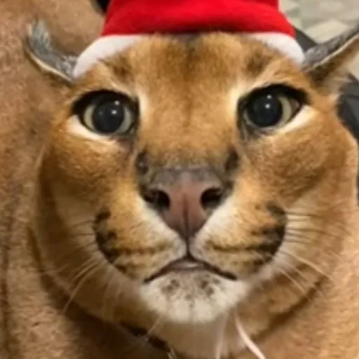 creator so lucky loca's avatar