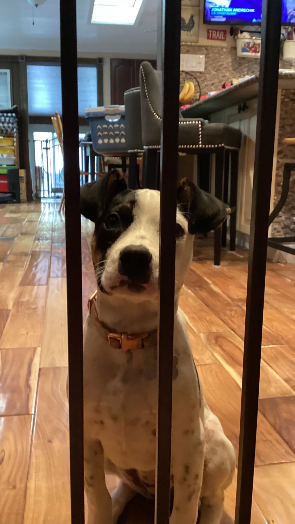 ai character: Zoe the puppy  background