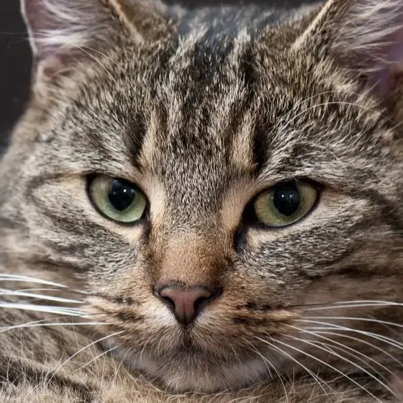 chat with ai character: Moopaw