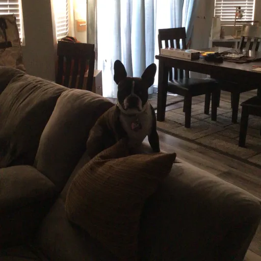 creator Muichiro Katana's avatar