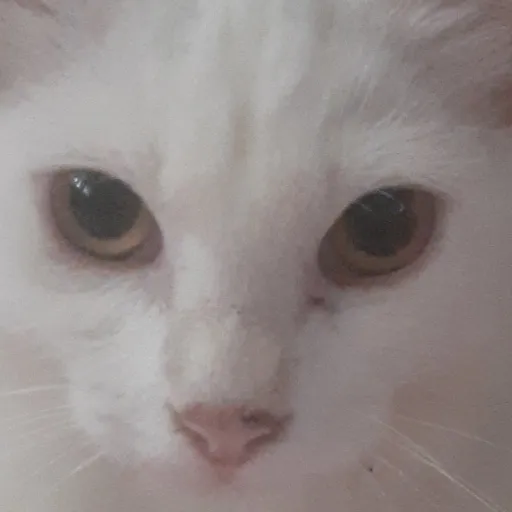 creator ~ItsMe_Aia~'s avatar