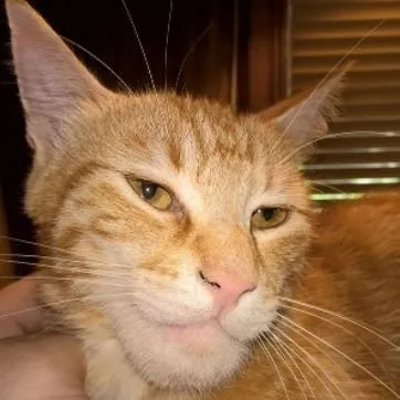 creator catoboy's avatar