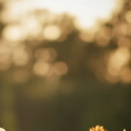 chat with ai character: Selver