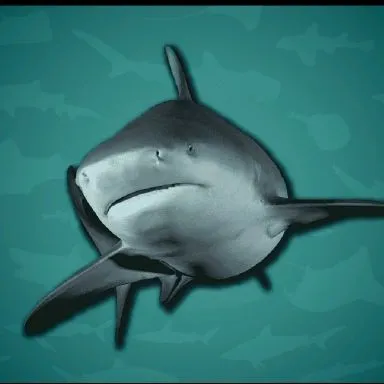 creator sharklovers🦈💝's avatar