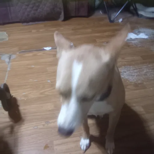 creator ilovedogs😝😝😝😝😝😁😁😁😁's avatar