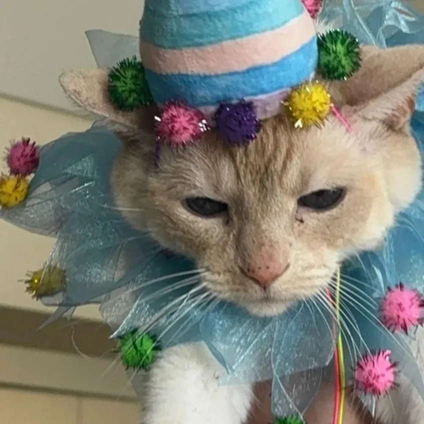 chat with ai character: Poncho