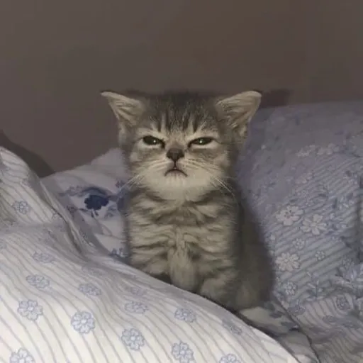 creator Lameraverdura's avatar