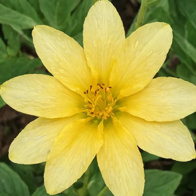 chat with ai character: Flowey 