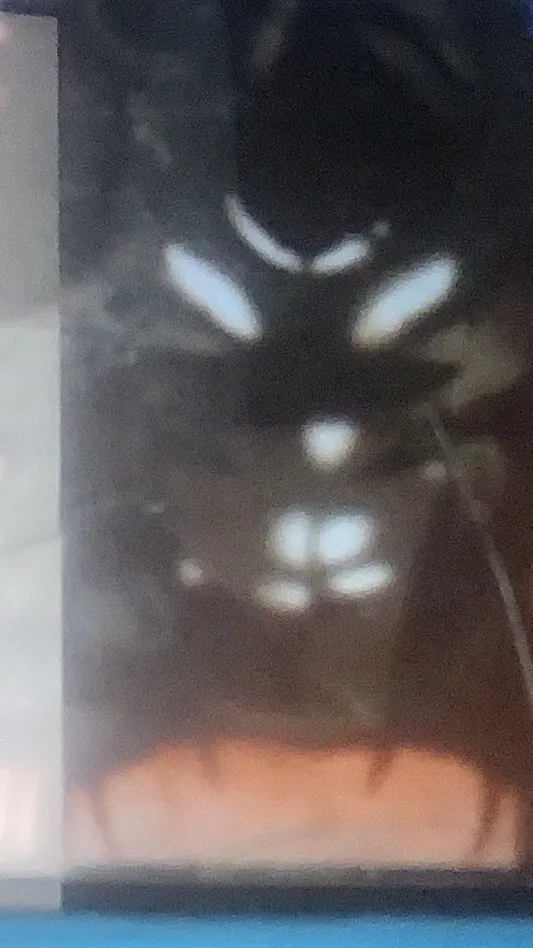 ai character: |~E.V.E.E~| background