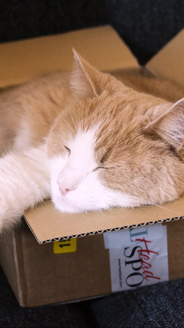 ai character: chat box for all background