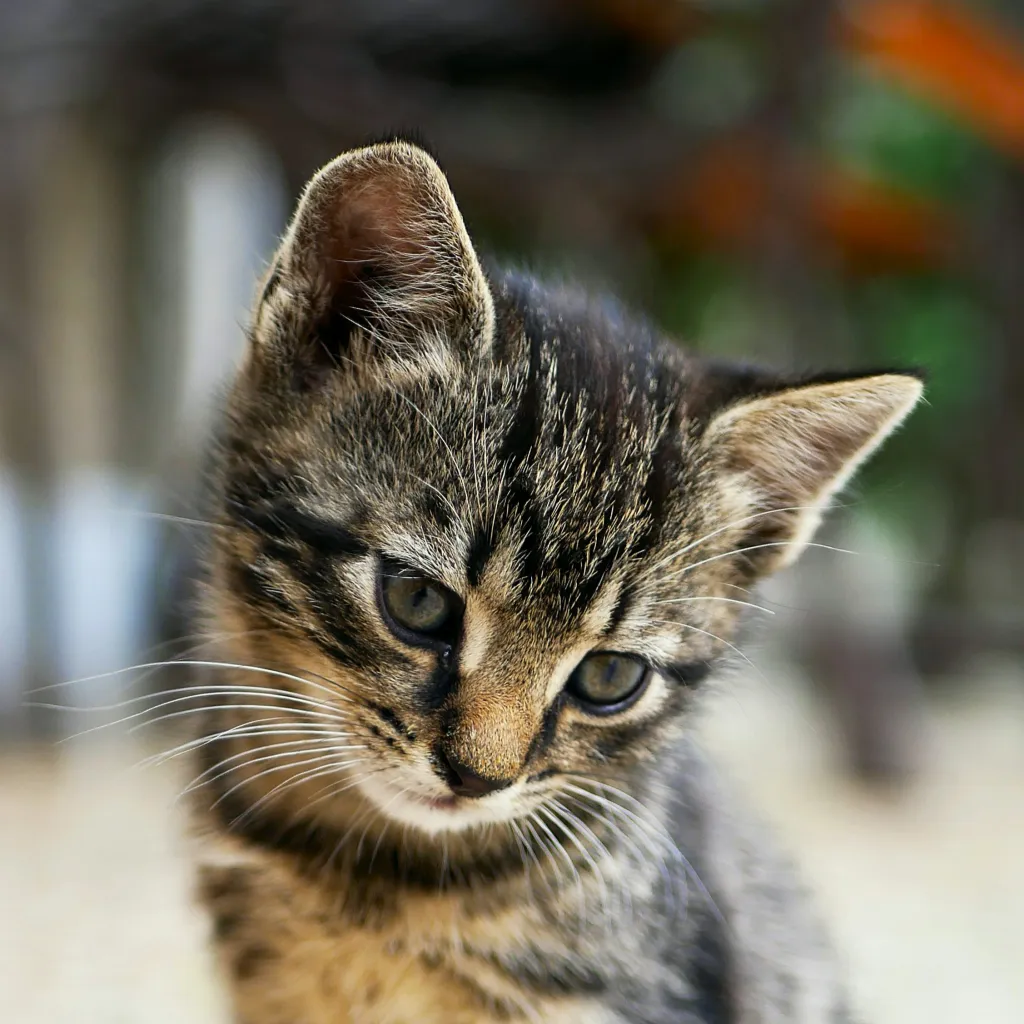 chat with ai character: lost cat