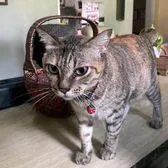 creator baby queen of cat's avatar