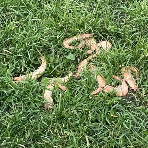 creator SweetDelicacy's avatar