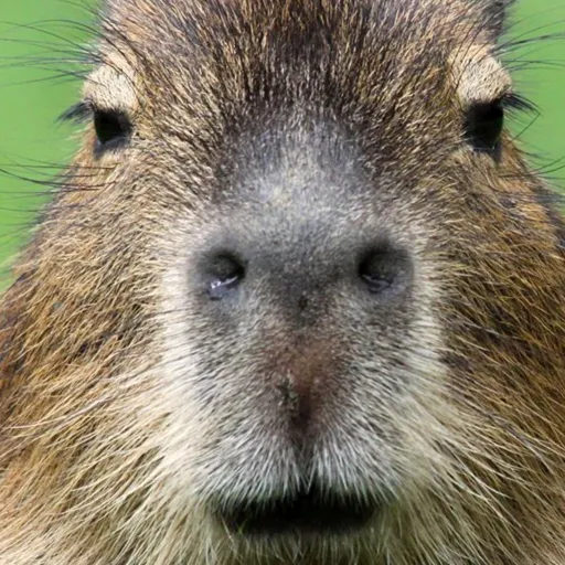 creator JimbobREAL's avatar