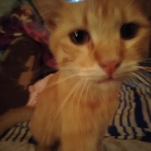 creator Karlymeow's avatar