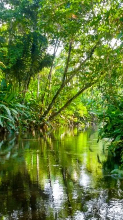 ai character: Amazon Rainforest background