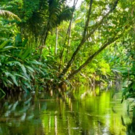 chat with ai character: Amazon Rainforest