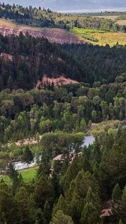 ai character: N. American Forest background