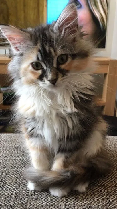 ai character: Kdh family rp!!!!! background