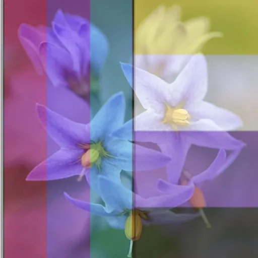 creator 🌸[NIGHTSH4D3]🌸's avatar