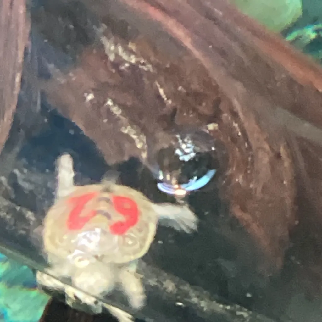 chat with ai character: Hybrid school