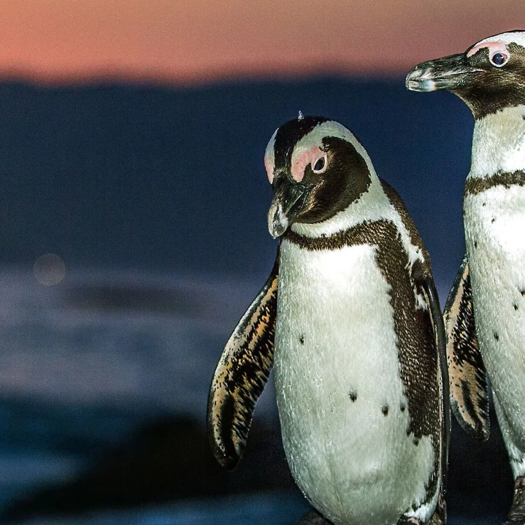 chat with ai character: *ELIJ4H*