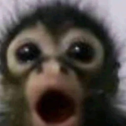 creator baby monkeyyy's avatar