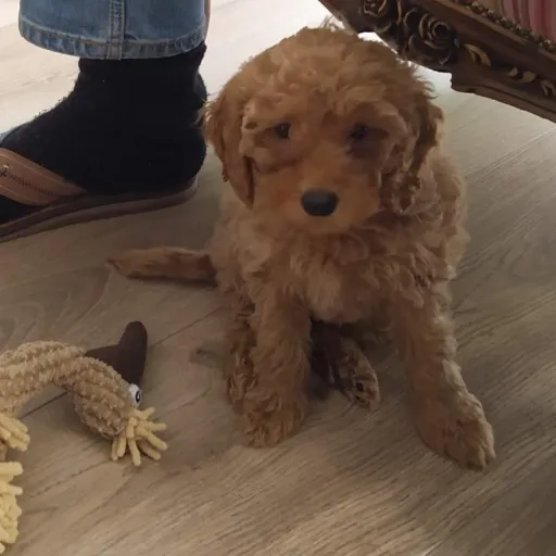 creator lol time!_🪩🪄's avatar