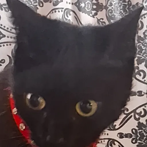 creator _~Nari_~'s avatar